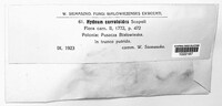 Hericium coralloides image